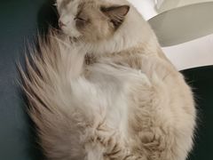 -飞行喵MR PILOT|猫舍·猫咖(静安大融城店)