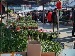 -中环花鸟鱼虫市场