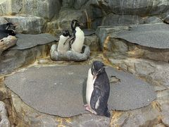 -大阪海游馆