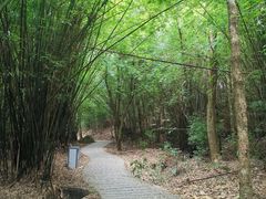 石门竹海-广州市石门国家森林公园