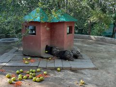 -青藏高原野生动物园