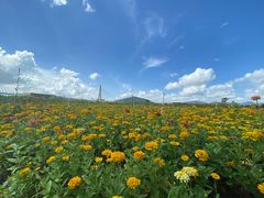 -芒洲湿地公园