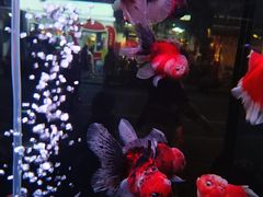 -溪岸路花鸟市场