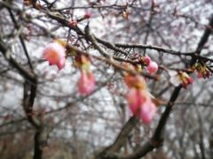 -白塘生态植物园