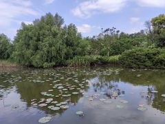 -大湾区中央湿地公园