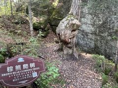 -汤旺河林海奇石景区