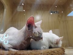 -屋虎猫馆(宝安大仟里店)