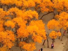 -金塔沙漠胡杨林景区