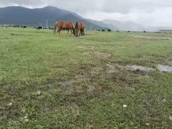 -纳帕海依拉草原