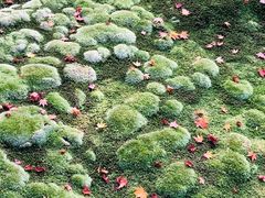-西芳寺(苔寺)