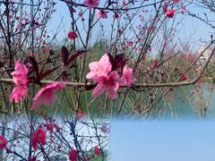 -洋湖国家湿地公园