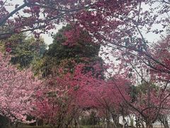 -福建鲤鱼洲酒店