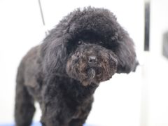 -瑞鹏宠物医院犬猫全科(真大分院)