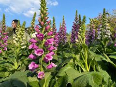 -松山湖梦幻百花洲