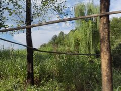 -大围山国家森林公园