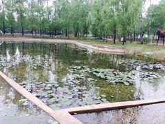 -微山湖红荷湿地景区