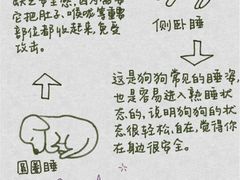 -美联众合动物医院·24h转诊中心