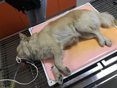 -瑞派福兴宠物医院犬猫全科·骨科·中西医结合(河东店)