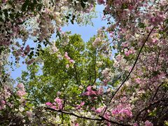 -深圳国际园林花卉博览园