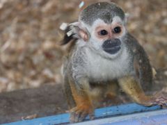 -大连森林动物园