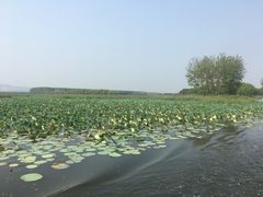 -微山湖红荷湿地景区