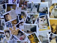 -小猫来了·猫舍(红山六九七九店)