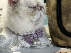 -怪兽屋·羊驼·猫咖·狗咖(俊华广场店)