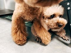 -瑞鹏宠物医院·爱宠堂·骨外专科(西荷分院)