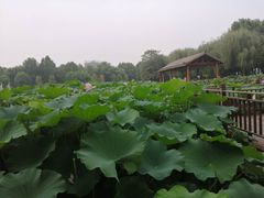 -裕华世纪公园