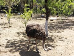 -大连森林动物园