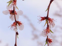 -桃花堤公园