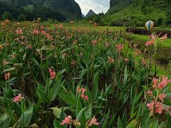 -靖西鹅泉风景区