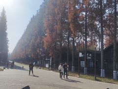 -黄海国家森林公园