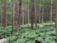 -洛阳白云山景区