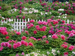 -曹州百花园