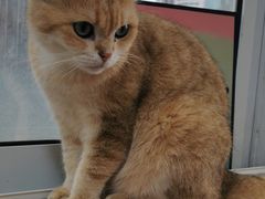 -Heymao猫咖.咖啡厅(东门店)