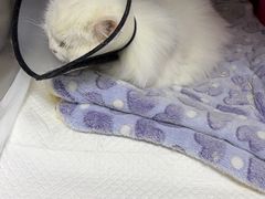 -美联众合动物医院·24h转诊中心