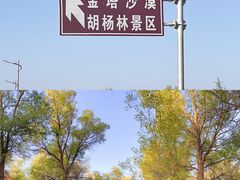 -金塔沙漠胡杨林景区