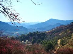 -新建村梅花
