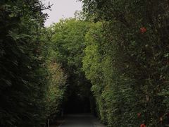 -华侨城湿地公园