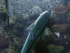 -左海海底世界