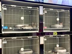-翊宠yipet猫狗购宠庄园