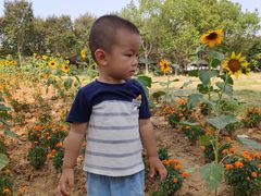 -武汉紫薇都市田园