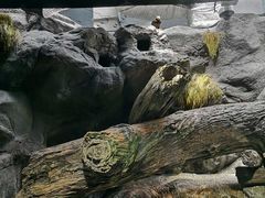-大阪海游馆