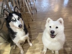 -喵小馆·猫咖狗咖猪咖·饮品店