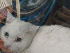 -佳雯宠物医院·皮肤科·内外科(春晓路分院)