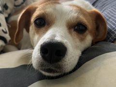 -嘉馨宠物医院·CT影像转诊·心脏科·犬猫全科诊疗中心(下沙大学城院区)