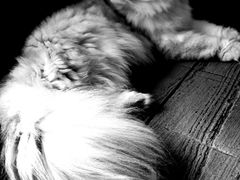 -猫猫幼稚园·撸猫·桌游·电玩