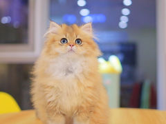 -柚子猫舍·精品猫舍购猫·猫咪认养·购宠·宠物店