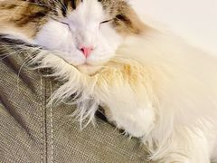 -爱侣宠医·鹦鹉专科·小型哺乳类·异宠专科(灵石路店)